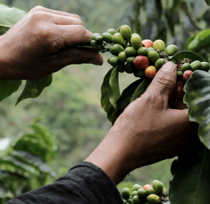  REDUCCIÓN DE PLÁSTICO Y ALIANZA CON INCAPTO COFFEE 